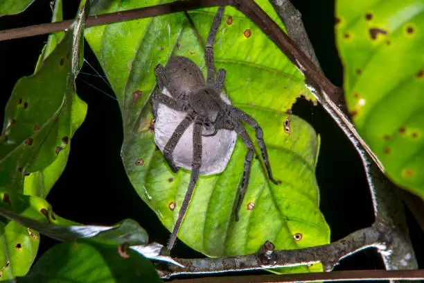 Spider photographed in Linhares, Espirito Santo. Southeast of Brazil. Atlantic Forest Biome. Picture made in 2015.