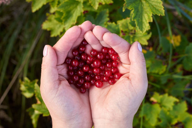 istock Hands of woman hold ripe red currant berries. 1258018464