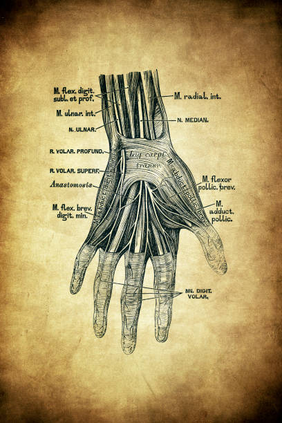 istock The nerves on the palm side of the hand 1258019512
