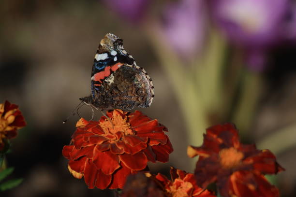 istock Red Admiral Butterfly (Vanessa atalanta) on marygold flower. 1258020152
