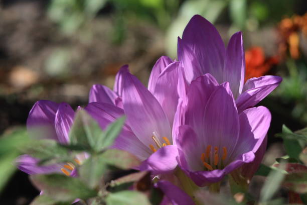 Flowers of the autumn Crocus (Colchicum) and a bee. Flowers of the autumn Crocus (Colchicum) and a bee. meadow saffron stock pictures, royalty-free photos & images