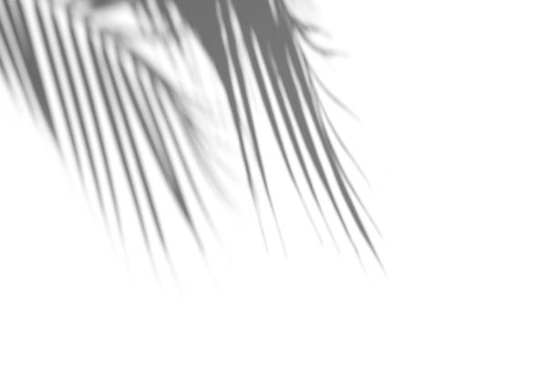 schatten des palmblattes auf weißem hintergrund. abstraktes tropisches konzept. schattenüberlagerung. kopieren sie den speicherplatz. - schatten im mittelpunkt stock-fotos und bilder