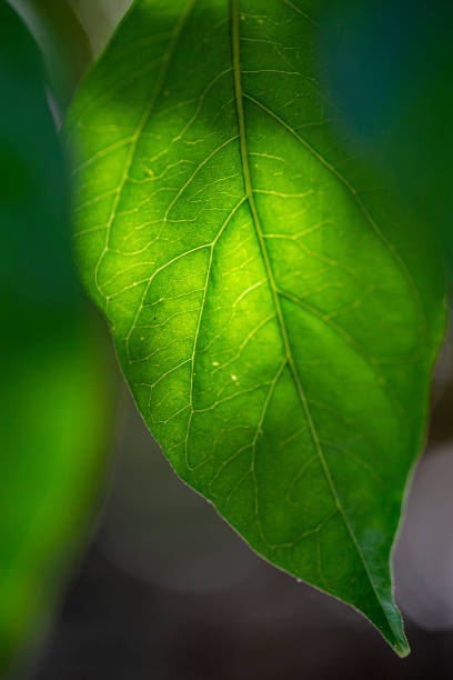 Close up of a green leaf stock photo