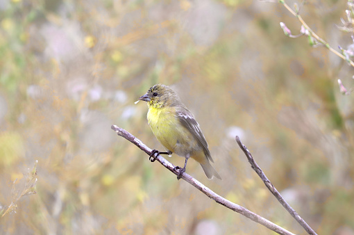 A pale yellow songbird sitting on a branch; washed out background