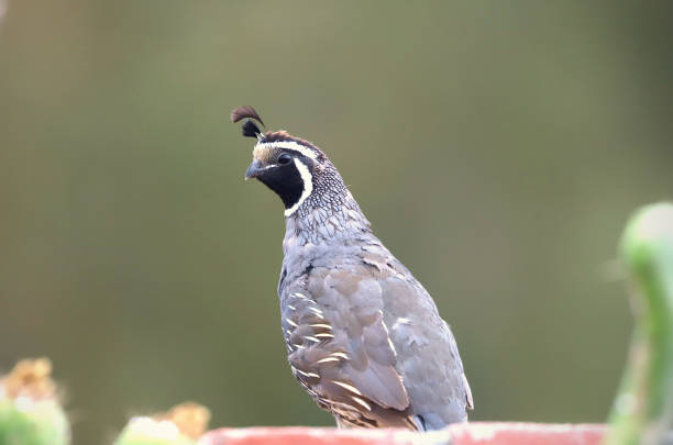 istock Young Male California Quail (Callipepla californica) 1258020296