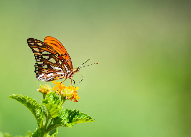 motyl z zatoki fritillary (agraulis vanillae) żerujący na kwiatach lantany - fritillary butterfly butterfly insect lepidoptera zdjęcia i obrazy z banku zdjęć