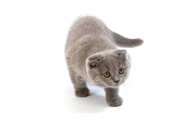 istock Blue Scottish Fold Domestic Cat, 2 Months old Kitten standing against White Background 1258021672