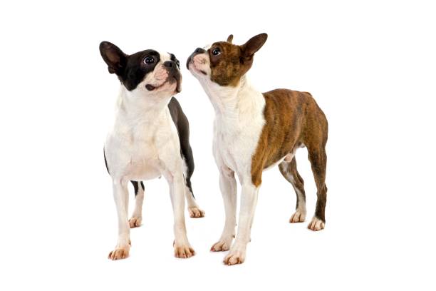 istock Boston Terrier Dog, standing against White Background 1258021683
