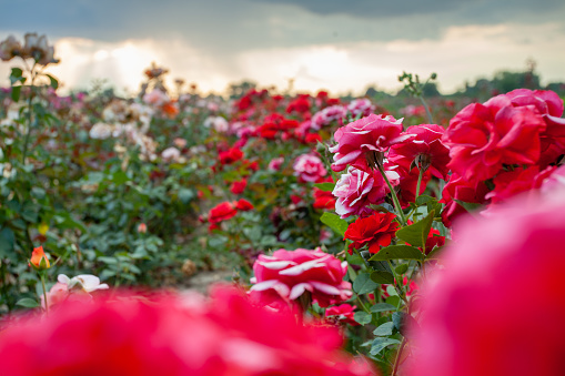 A garden of red and white roses during sunset with radiating sun beams blurred