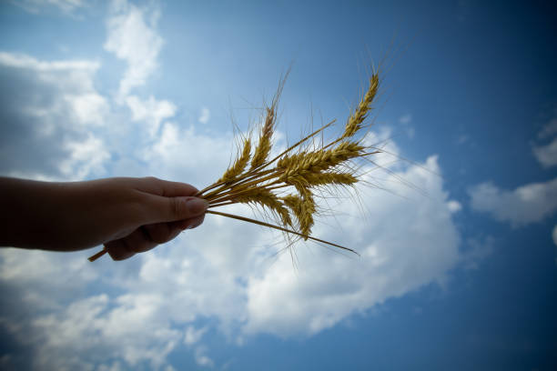 istock A bunch of golden wheat 1258021717