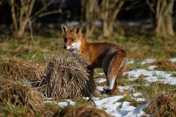 istock Red Fox, vulpes vulpes, Adult standing on Snow, Normandy 1258021742