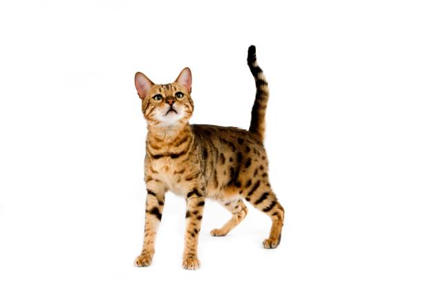 istock Brown Spotted Tabby Bengal Domestic Cat standing against White Background 1258021754