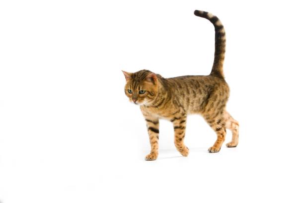 istock Brown Spotted Tabby Bengal Domestic Cat standing against White Background 1258021768
