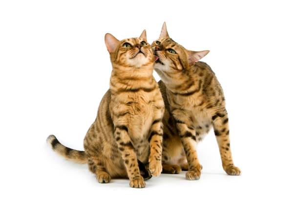 istock Brown Spotted Tabby Bengal Domestic Cat standing against White Background 1258021775