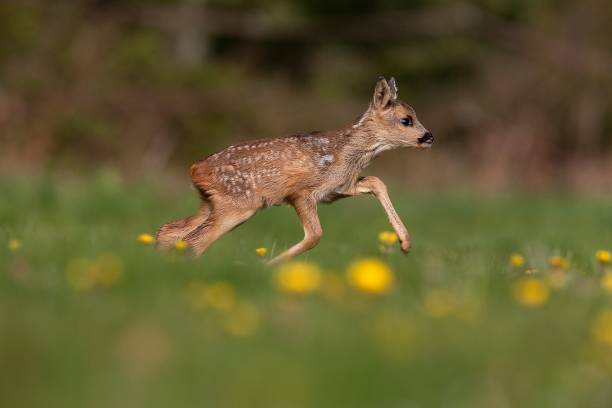 istock Roe Deer, capreolus capreolus, Fawn running through Flowers, Normandy 1258021881