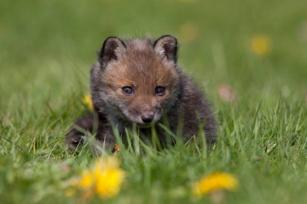 istock Red Fox, vulpes vulpes, Cub standing in Flowers, Normandy 1258021884
