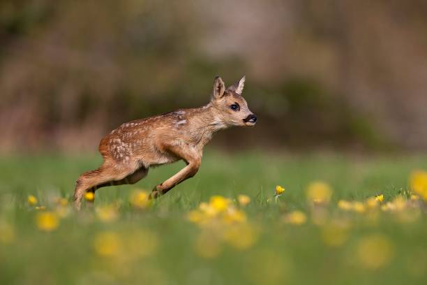 istock Roe Deer, capreolus capreolus, Fawn running through Flowers, Normandy 1258021890