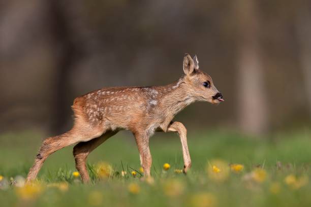 istock Roe Deer, capreolus capreolus, Fawn with Flowers, Normandy 1258021892