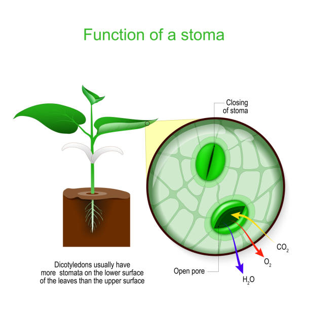 stoma. nahaufnahme einer pore in der epidermis der blätter - organell stock-grafiken, -clipart, -cartoons und -symbole