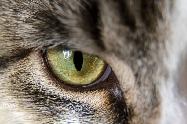 istock Close up of a cat's Eye. 1258022130