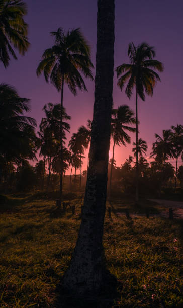 istock Coconut palm tree from Paiva beach 1258024826