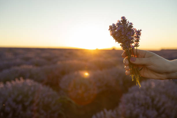 istock Lavender bouquet in girls`s hands. Selective focus. 1258024848