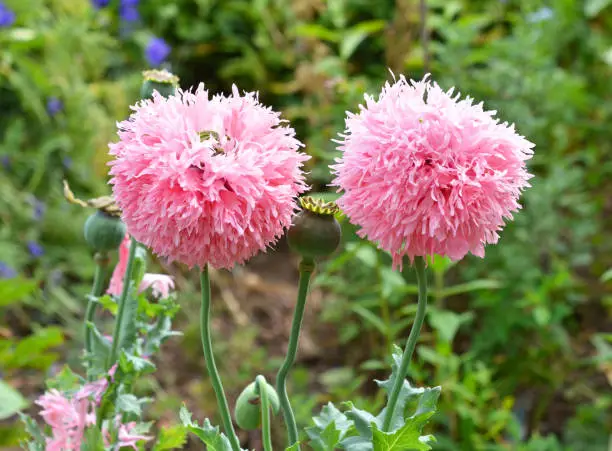 stuffed pink ornamental poppy in the garden
