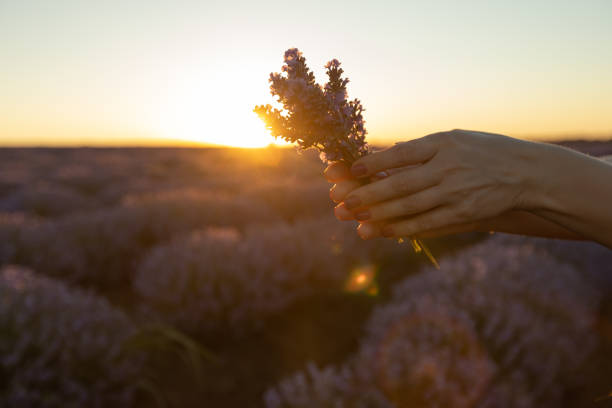 istock Lavender bouquet in girls`s hands. Selective focus. 1258025225