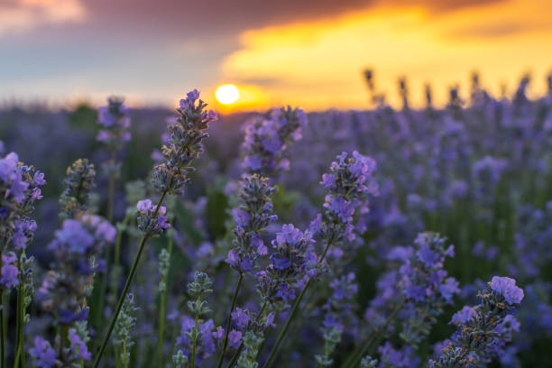 istock Purple lavender bushes in Bulgaria at sunset. 1258025898