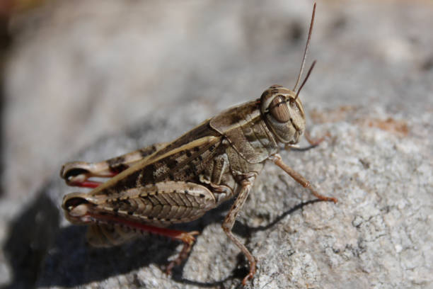 istock huge locust sits in the sun on a stone 1258026035