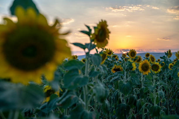 istock sunflower field at sunset 1258026228