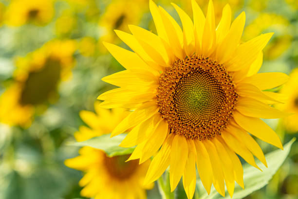 istock Sunflowers growing in the field 1258026796