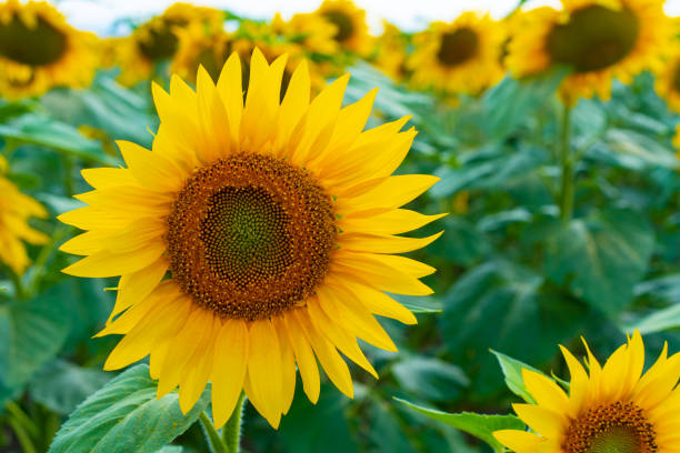 istock Sunflowers growing in the field 1258026859
