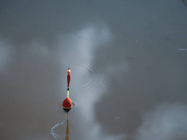 istock in a smooth calm water swims a fishing pose 1258027147