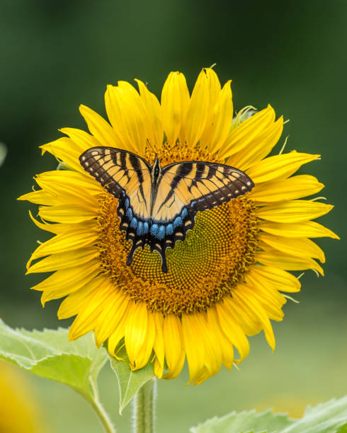 istock Tiger Swallowtail butterfly on sunflower 1258031828