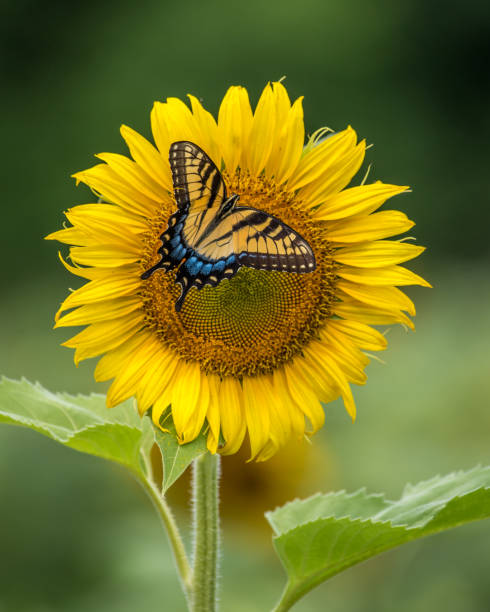 istock Tiger Swallowtail butterfly on sunflower 1258031834