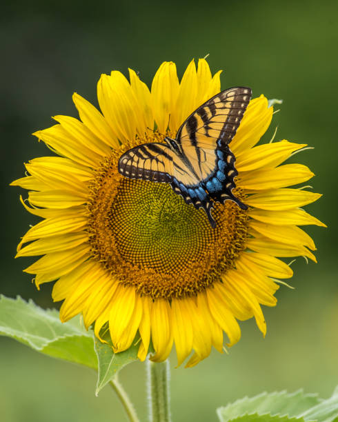 istock Tiger Swallowtail butterfly on sunflower 1258031837