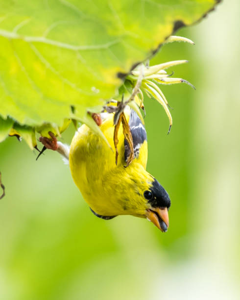 istock Goldfinch Bird on sunflowers 1258032423