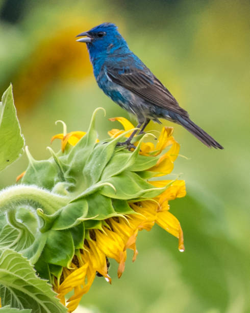 istock Indigo Bunting Bird on sunflowers 1258032516