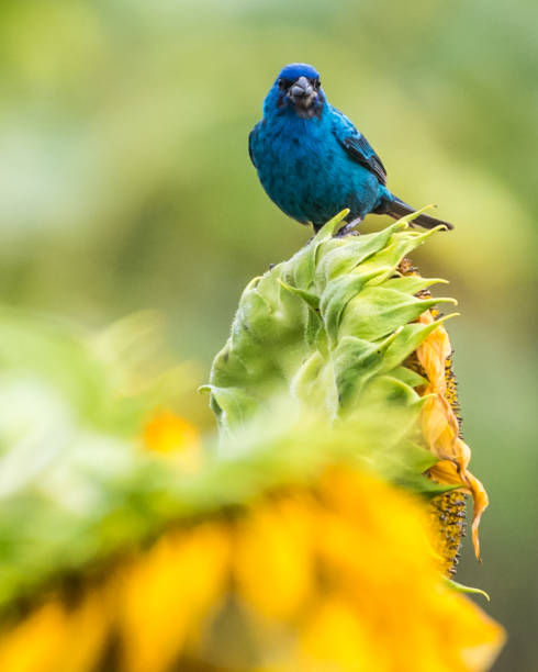 istock Indigo Bunting Bird on sunflowers 1258032527