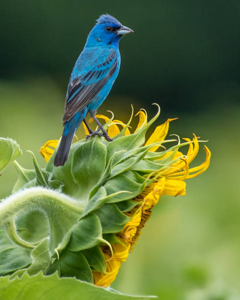 istock Indigo Bunting Bird on sunflowers 1258032627