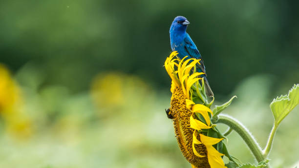 istock Indigo Bunting Bird on sunflowers 1258032651