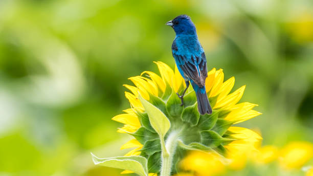 istock Indigo Bunting Bird on sunflowers 1258032659
