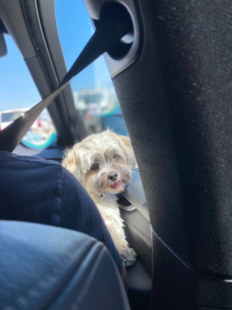 istock Happy Car Ride with Dog 1258032679