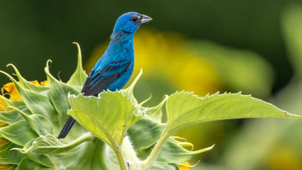 istock Indigo Bunting Bird on sunflowers 1258032681