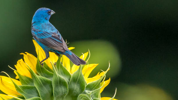 istock Indigo Bunting Bird on sunflowers 1258032686