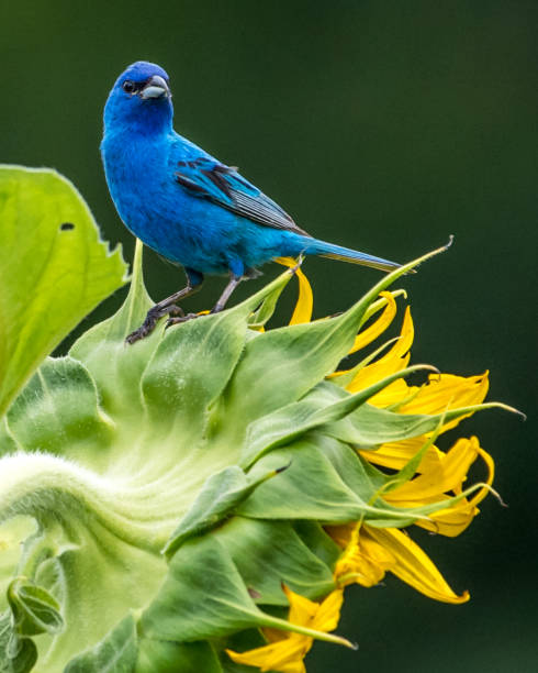 istock Indigo Bunting Bird on sunflowers 1258032702