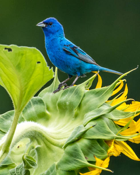 istock Indigo Bunting Bird on sunflowers 1258032703