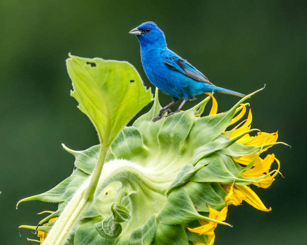 istock Indigo Bunting Bird on sunflowers 1258032705