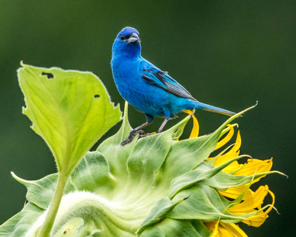 istock Indigo Bunting Bird on sunflowers 1258032709